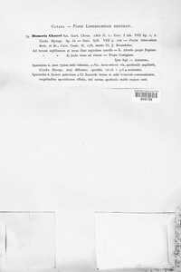 Melastiza chateri image
